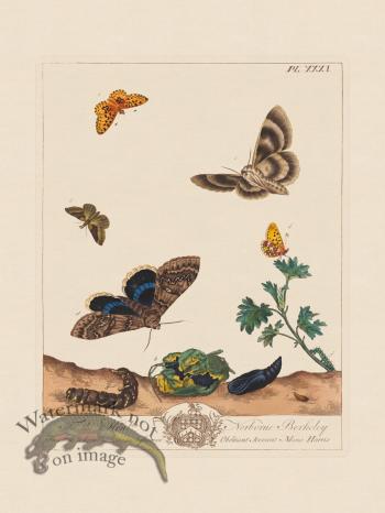 Moses Harris Insects 31